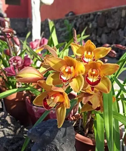 Casa El Comisario Lägenhet